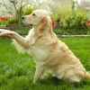 Sleeping Music For Dogs、Sleepy Lofi Beats、Dog Music TA - Canine Lullaby in Lofi Beats
