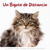 Lista de reproducción de jazz ligero、Canal BGM de Chilled Jazz Cafe、Relaja mi gatita - Preludio Para Patas Ronroneras