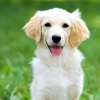 Lofi Chillhop、Dog Music TA、instant era - Tail Wags in Lofi Rhythms