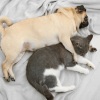 Lo-fi Beats for Sleep、Lo-Fi for Sleeping、Pet Music Therapy - Furry Companions in Lofi Whispers