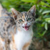 Gentle Rain Makers、Calming Cat Music、Rain Sound - Raindrops Glisten for Feline Eyes