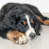 Calm Sleep Rain Sound、Rainfall Sound for Sleep、Sleep Doggie - Canine Dreams in Rain's Embrace