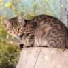Piano for cats、Piano Cat、Soothing Cat Music - Feline Serenity in Each Raindrop's Echo