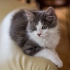 Piano for cats、Relaxing Piano Radio、Soothing Cat Music - Feline Comfort in Piano's Rain