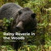 Forest Sounds、Ambient Forest、Rainforest Sounds - Gloomy Thick Forest