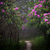 Rain and Chill、Rain Wonder、Classical New Age Piano Music - Enchanted Raindrop Piano Symphony