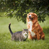 Pet Music Therapy、Lofi Masters、Fruity Flavor - Paws Pad Through Calm