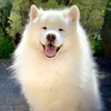Rainfall、Dog Music TA - Elemental Sounds for Dog's Bliss