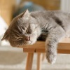 Soft Piano Music、thankful for the rain、Relax My Kitten《Cats Find Serenity in Rain》[MP3/LRC]