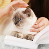 Rain Sound Experience、Rain and Thunder Sounds、Pet Music Therapy - Pet's Raindrop Piano for Reflection