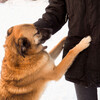 Study Piano Music、The Power of Rain、Dog Music TA - Ethereal Dog Embrace