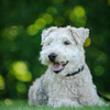 Pinetree Way、Piano Project、Dog Music TA - Raindrop Woofs on Piano's Keys