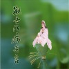 杨培贤、刘琼婷、黄宝亮 - 观音治病真言