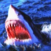 TCTROY - 鲨（Shark）