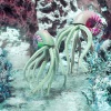 Addison Rae - Squid