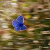 夏宇 - 一朵蝴蝶 (Butterfly)