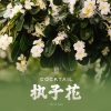 Cocktail《执子花 (zhí zǐ huā)》[MP3/LRC]