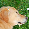 Lightning Thunderstorms & Rain Storm Sounds、Soft Piano Music、Dog Music Club - Piano's Canine Rain Melodies
