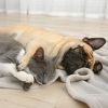 Rain Sounds & White Noise、Relaxing Piano Man、Pet Music - Piano's Pet Rain Melodies