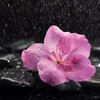Concentration Music Ensemble、LWD Rain、Heart of Fjorgyn - Serene Concentrated Rain Harmony