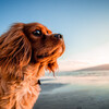 Relaxing Music for Dogs、Waves Of Time、Floating Log - Serene Oceanic Canine Reflections