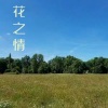 林霞 - 花之情