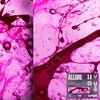 Malcuth、Facutum、Filip Šťastný、Jiří Nižník - Allure
