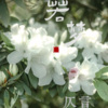 仄言 - 若梦
