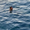 Lucas Oprv - Vivons CA$h