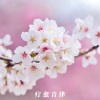 疗愈音律 - 心灵清音 阴阳和谐