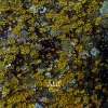Atif - Cure