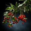 Playlisted Indie Christmas Music、The Christmas Tree Brand、The Christmas Chorus - Soothing Christmas Snowfall Music