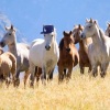 DJ Melly Meta、Cousin Baby Jack、thquib、Tubbo、Mason Ramsey、DripReport、Juno、Troy - Leaving Cali! (feat. thquib, Juno, Tubbo, Mason Ramsey, Troy & DripReport)