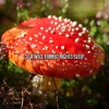 Ocean Waves for Sleep - Lucious Lucid Dreams