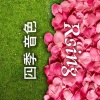 四季音色 - 花颜