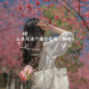 恰谈森 - 山茶花读不懂白玫瑰 (Live)