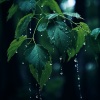 Healing World、Rain Recorders、Yoga Music Reflections《Rain's Yoga Meditation Sound》[MP3/LRC]