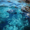 Naturaleza y Sonidos Fondos、Flujo de agua definitivo、Relájate y relájate - Serenidad Junto Al Agua