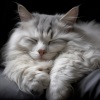 Silver Blue Moon、Ocean Bank、Relaxing Music for Cats - Tides for Purring