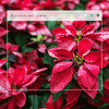 Christmas Piano Instrumental - Joy To The World: for all the Winter Nights