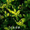 疗愈音律 - 胎教时光旋律