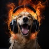 Quiet Wonder、Anxiety Relief Group、Dog Anxiety Music - Dogs Joyful Fire Play