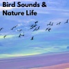 Nature Sounds for Sleep and Relaxation、Bird Sounds、Ambient Nature White Noise - Forest Afternoon
