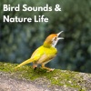 Bird Sound Collectors、The Bird Relaxer、Sounds on Earth - Forest Afternoon