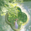 归荑 - 青花瓷
