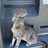 Wafelek、Nebbes - cash machine (feat. Nebbes) (Explicit)