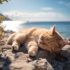 Latidos de la soledad、Mares de sueños、Música de gato Stevens - Melodías De La Costa Felina