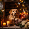 Hermosos sonidos de la naturaleza、Cubiertas ambientales、MÚSICA PARA CACHORROS - Melodías Caninas Del Fuego