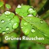 Schlaflieder für Babies、Rosa Rauschen Zum Einschlafen、Weißes Rauschen Entspannung - Grünes Rauschen