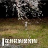 乐蝶 - 雪是神明撒下的花